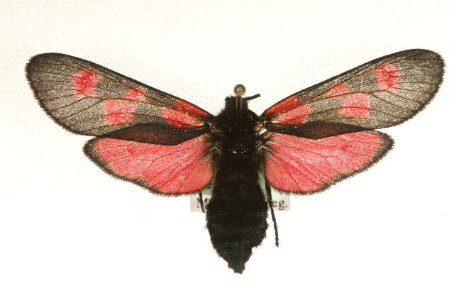 Image of Zygaena lonicerae Scheven 1777