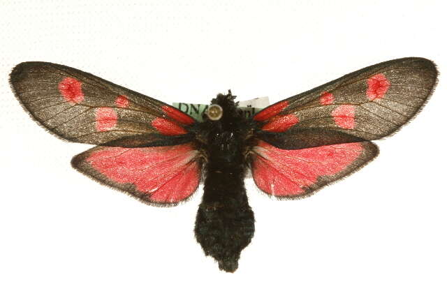 Image of Zygaena lonicerae Scheven 1777