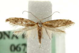 Image of Argyresthia dilectella Zeller 1874