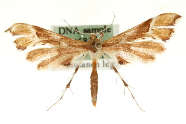 Image of Cnaemidophorus
