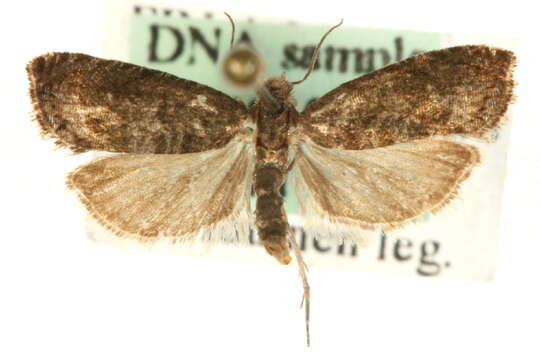 Image of Moth