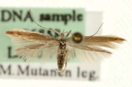 Image of Coleophora discordella Zeller