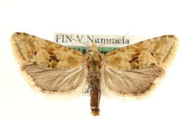 Image of Cochylimorpha alternana Stephens 1828