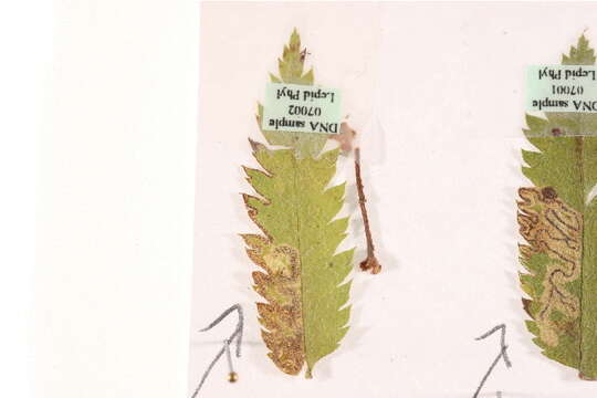 Image of Stigmella nylandriella (Tengström 1848) Beirne 1945