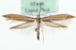 Image of <i>Euhyponomeutoides ribesiella</i>
