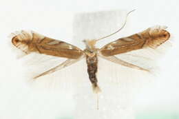 Phyllonorycter quercifoliella (Zeller 1839)的圖片