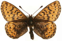 Image of Polaris Fritillary