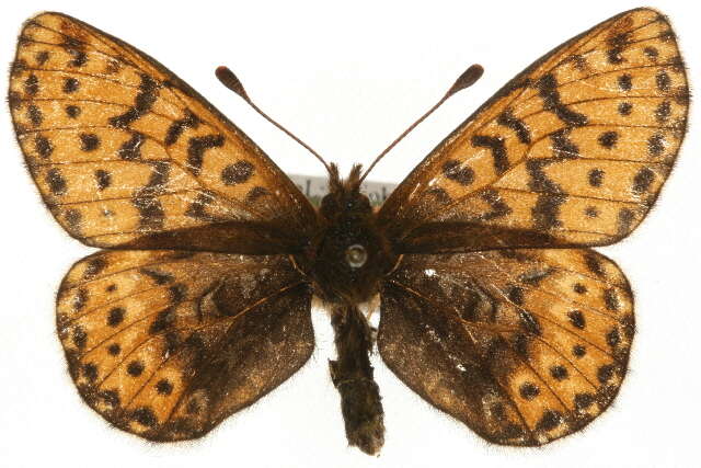 Image of Polaris Fritillary