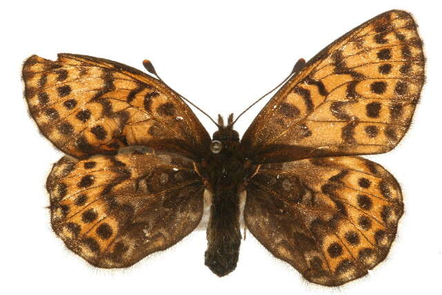 Imagem de <i>Boloria polaris</i>