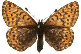 Imagem de <i>Boloria polaris</i>