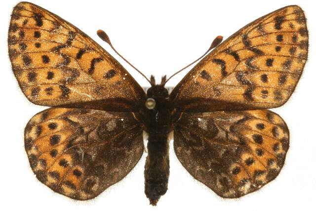 Image of Polaris Fritillary