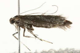 Image of Northern Slender