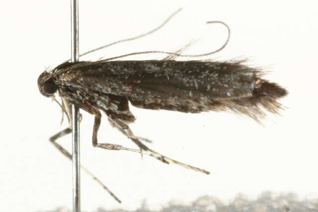 Image of Northern Slender