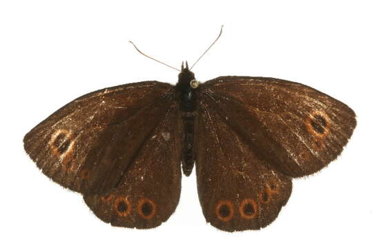 Image of Lapland Ringlet