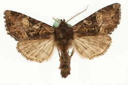 Image of Blepharita amica Tr. 1825