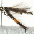 Image of <i>Cosmopterix orichalcea</i>