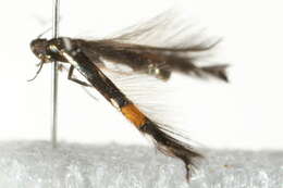 Image of <i>Cosmopterix orichalcea</i>