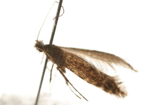 Image of Hawthorn Slender