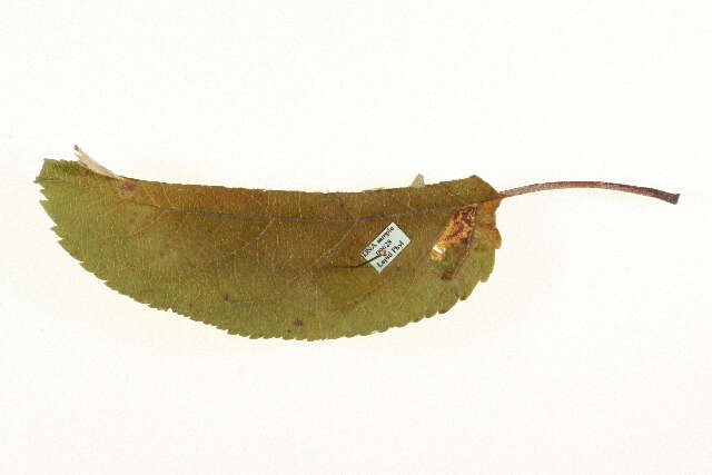 Imagem de Stigmella incognitella (Herrich-Schäffer 1855) van Nieukerken 1986