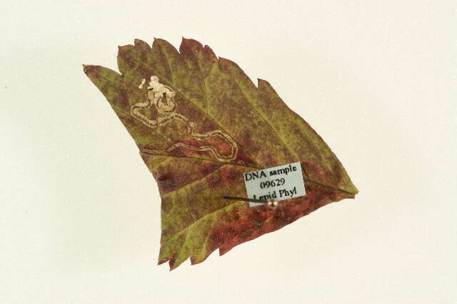 Sivun Stigmella splendidissimella (Herrich-Schäffer 1855) Klimesch 1951 kuva