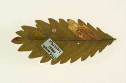 صورة Stigmella aeneofasciella (Herrich-Schäffer 1855) Gerasimov 1952