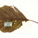 Image of Stigmella alnetella (Stainton 1856) Beirne 1945