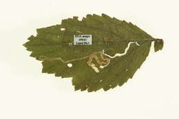 Image of Stigmella pretiosa (Heinemann 1862) Gerasimov 1952