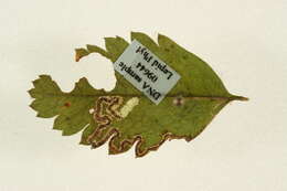 Image of Stigmella nylandriella (Tengström 1848) Beirne 1945