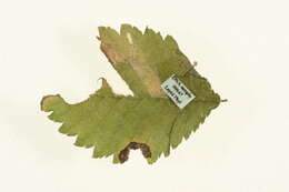 Image of Stigmella lemniscella (Zeller 1839) van Nieukerken 1986