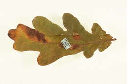 Image of Tischeria dodonaea Stainton 1859