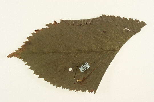 Stigmella ulmivora (Fologne 1860) Beirne 1945的圖片