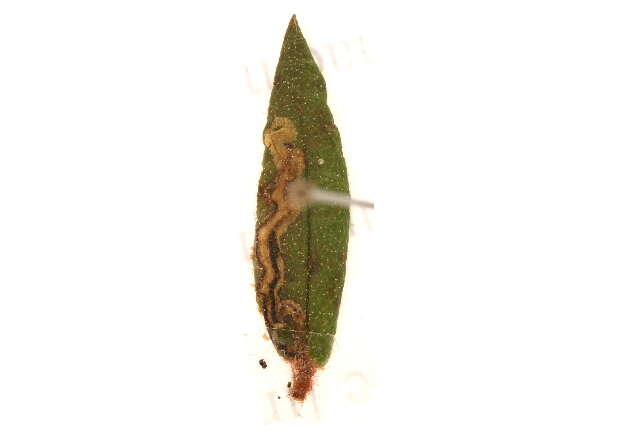 Image of Stigmella lediella (Schleich 1867) Gerasimov 1952