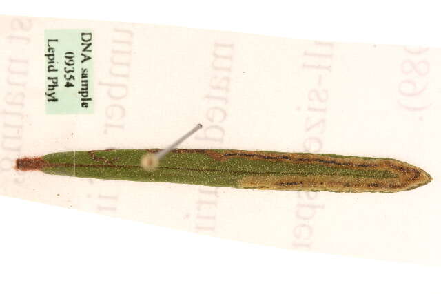 Image of Stigmella lediella (Schleich 1867) Gerasimov 1952