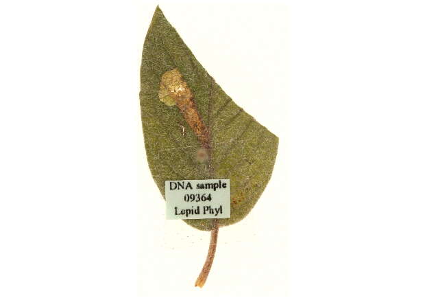 Image of Stigmella zelleriella (Snellen 1875) van Nieukerken 1983