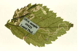 Image of Stigmella splendidissimella (Herrich-Schäffer 1855) Klimesch 1951