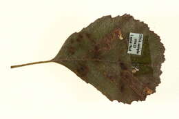 Image of Stigmella alnetella (Stainton 1856) Beirne 1945