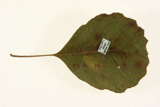 Phyllonorycter stettinensis (Nicelli 1852)的圖片