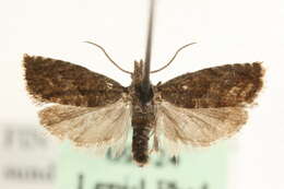 Image of Dichrorampha consortana Stephens 1852