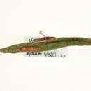 Image of Coleophora obscuripalpella Kanerva 1941