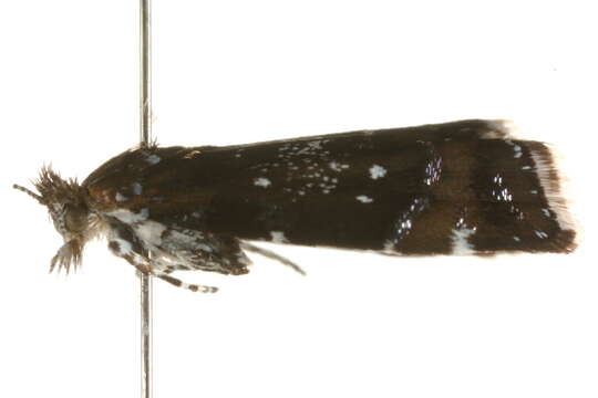 Image of <i>Prochoreutis sehestediana</i>