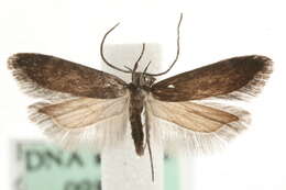 Image of Dichomeris latipennella Rebel 1937