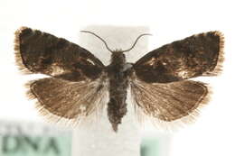 Image of Pammene ochsenheimeriana Zeller 1846