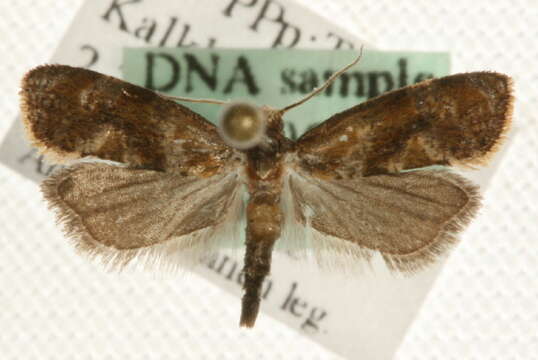 Image de <i>Gynnidomorpha minimana</i>