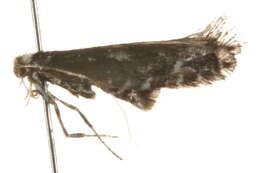 Image of Northern Slender