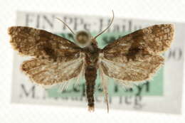 Image de <i>Gynnidomorpha vectisana</i>