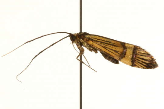 Imagem de <i>Nemophora amatella</i>