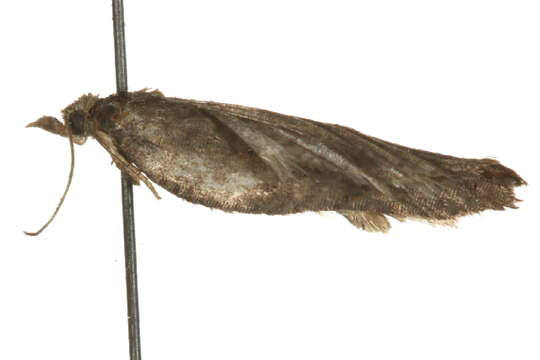 Image of <i>Acleris effractana</i>