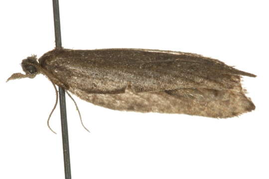 Imagem de <i>Acleris effractana</i>