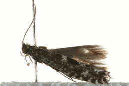 Image of Northern Slender