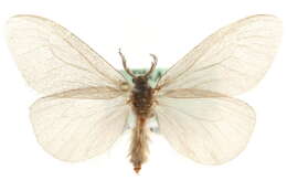 Image of <i>Sterrhopterix standfussi</i>